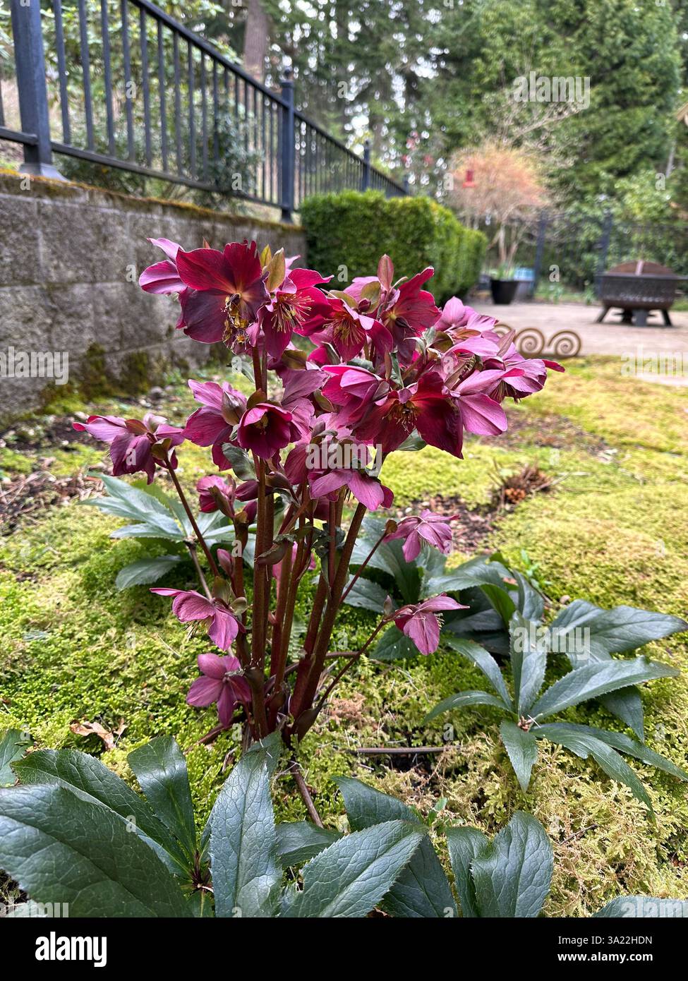 Hellebore flowers growing in a garden. - Smartphone Captured Stock Image