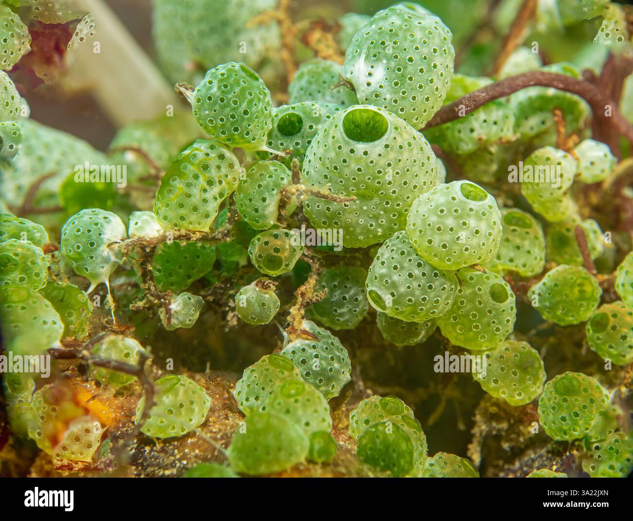 Green sea squirts ascidian at a tropical coral reef in Puerto Galera, the Philippines Stock Photo