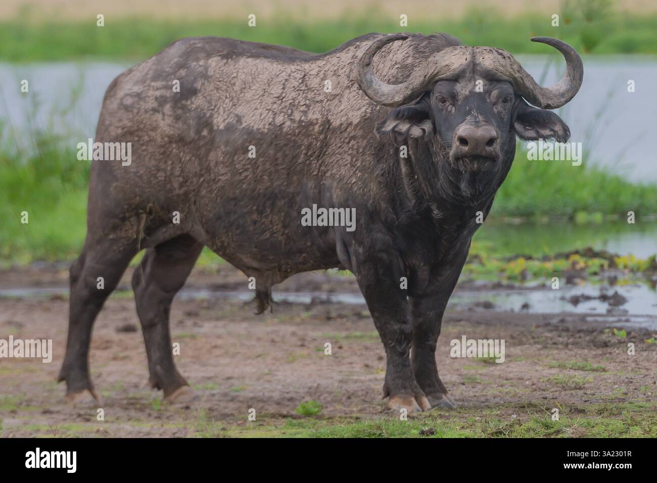 A Lone Buffalo Stock Photo