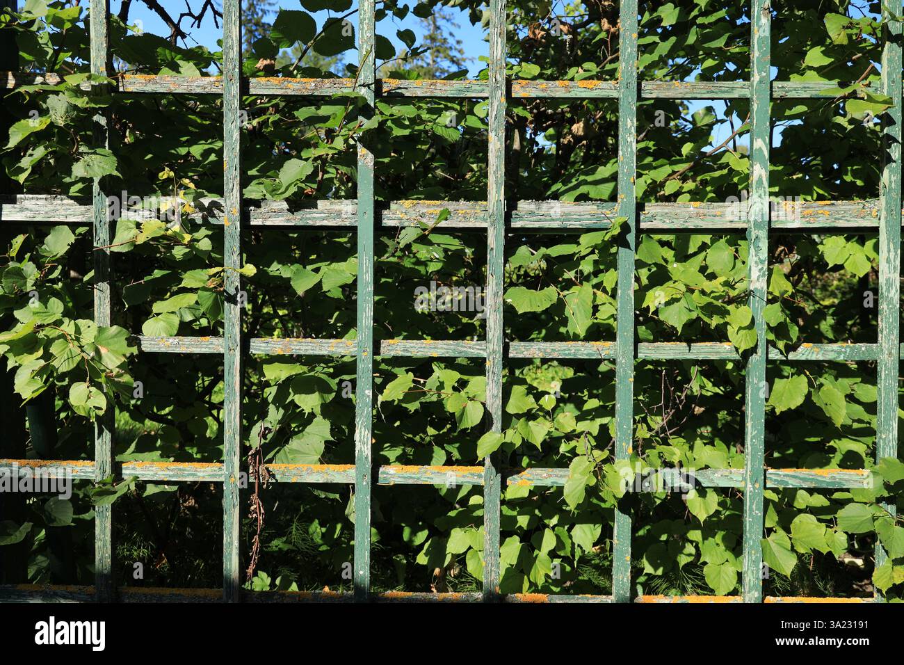 Trellis fencing hi-res stock photography and images - Alamy