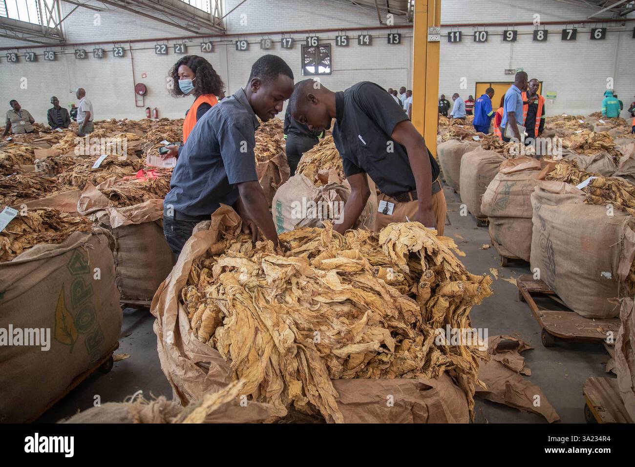 Tobacco marketing season open in Zimbabwe Buyers inspect tobacco at the  Tobacco Sales Floors TSF in Harare, Zimbabwe on March 10, 2025. Zimbabwe s  2025 tobacco marketing season opened with expectations of