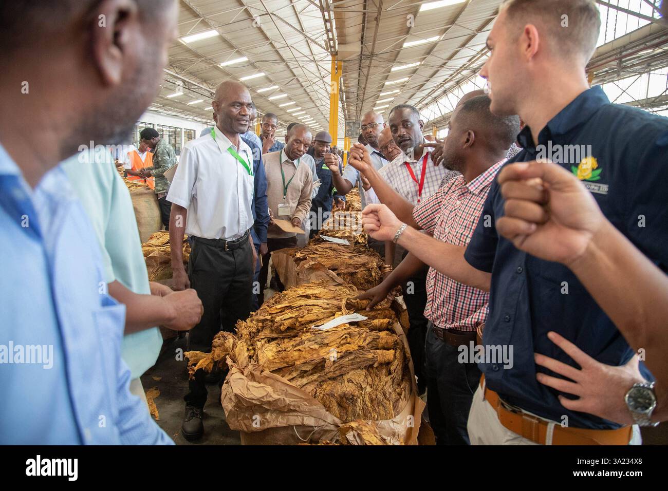 Tobacco marketing season open in Zimbabwe Buyers inspect tobacco at the  Tobacco Sales Floors TSF in Harare, Zimbabwe on March 10, 2025. Zimbabwe s  2025 tobacco marketing season opened with expectations of