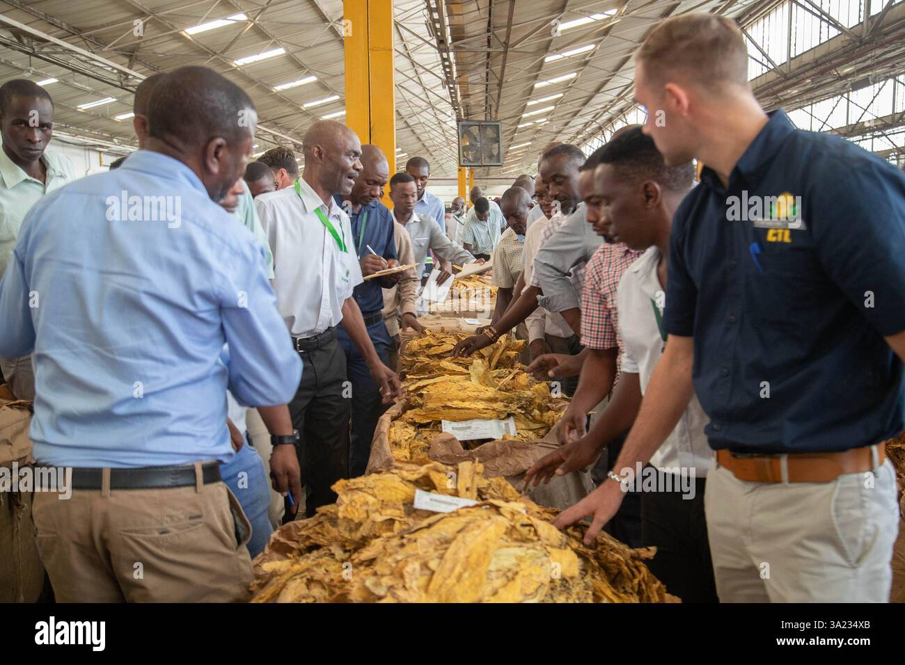 Tobacco marketing season open in Zimbabwe Buyers inspect tobacco at the  Tobacco Sales Floors TSF in Harare, Zimbabwe on March 10, 2025. Zimbabwe s  2025 tobacco marketing season opened with expectations of