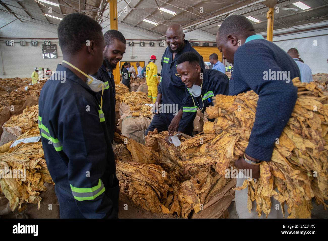 Tobacco marketing season open in Zimbabwe Workers pack tobacco at the  Tobacco Sales Floors TSF in Harare, Zimbabwe on March 10, 2025. Zimbabwe s  2025 tobacco marketing season opened with expectations of
