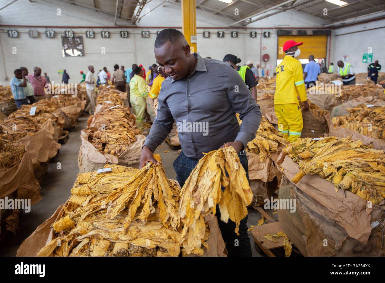 Tobacco marketing season open in Zimbabwe Buyers inspect tobacco at the  Tobacco Sales Floors TSF in Harare, Zimbabwe on March 10, 2025. Zimbabwe s  2025 tobacco marketing season opened with expectations of