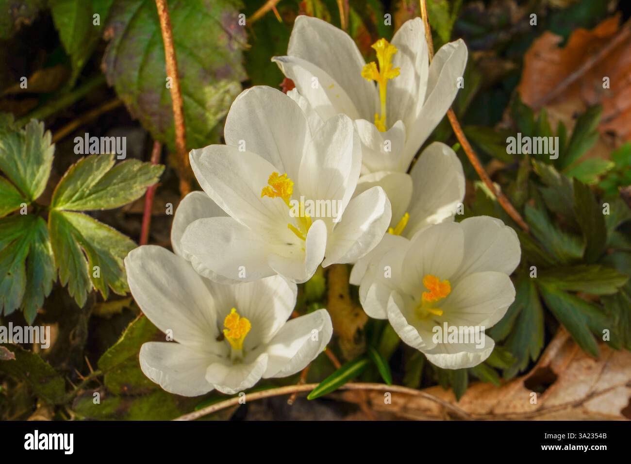 Saffron art hi-res stock photography and images - Alamy