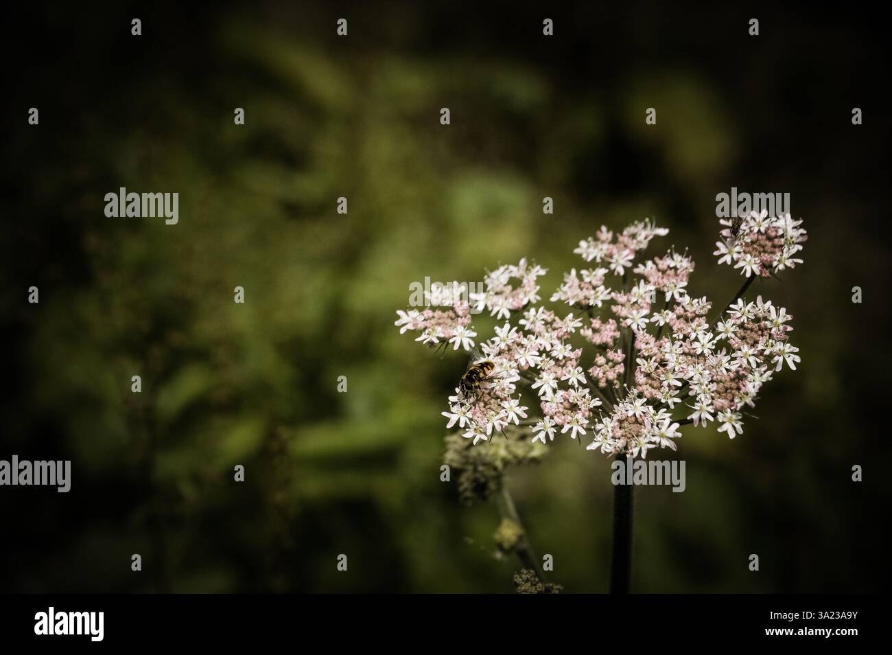 Wildflower with insect hi-res stock photography and images - Alamy
