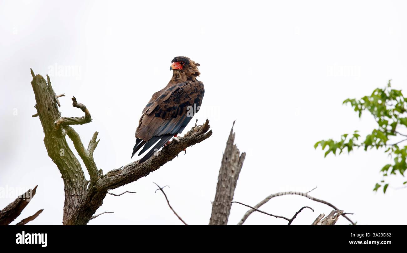 Eagles on dead tree hi-res stock photography and images - Alamy