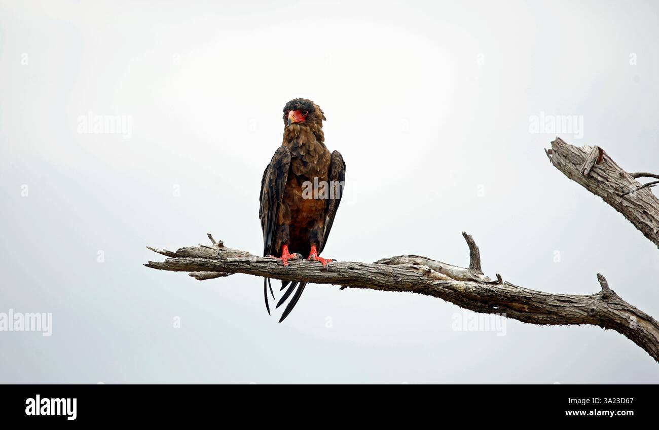 Eagles on dead tree hi-res stock photography and images - Alamy