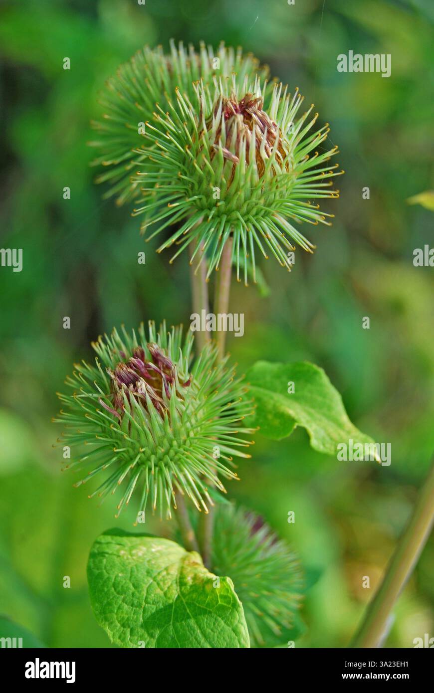 Flowers and leaves of Arctium lappa in summer Stock Photo - Alamy