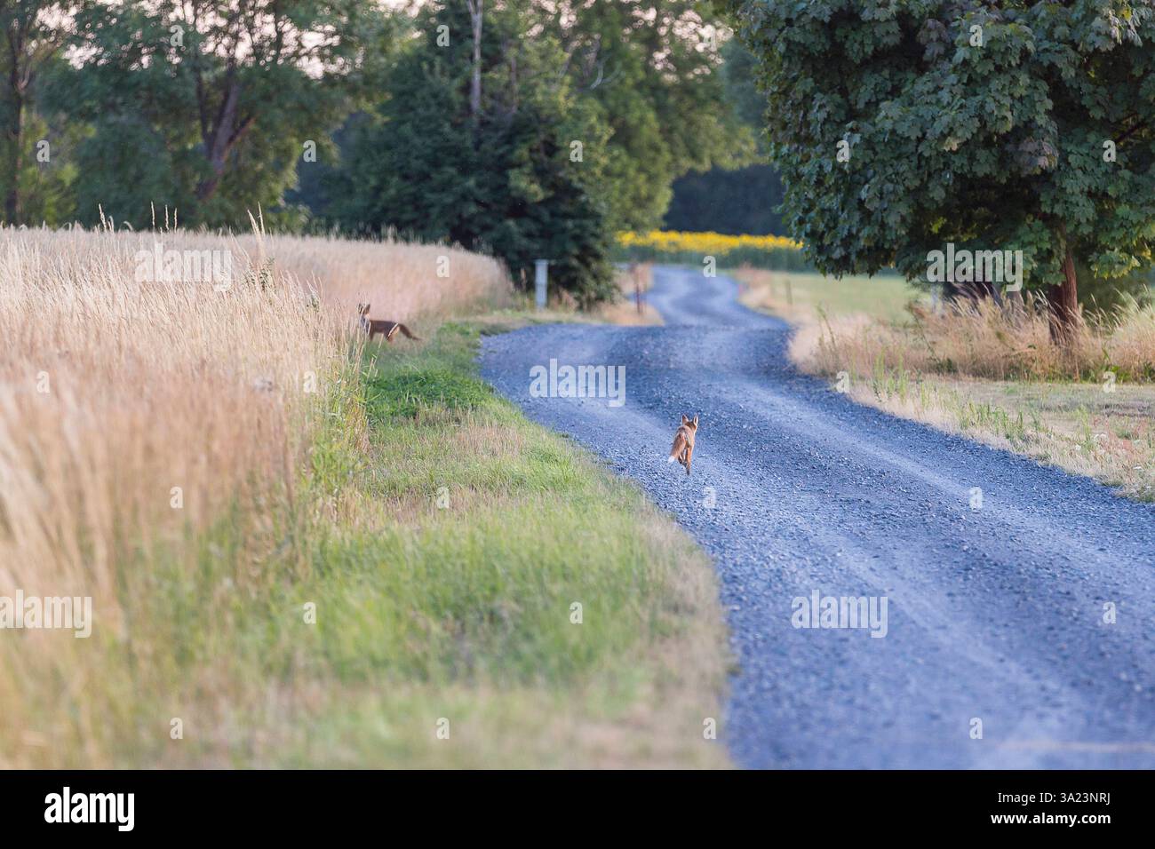 Neugierige Jungtiere vom Rotfuchs Vulpes vulpes auf einem Feldweg bei Gro?enhain, Sachsen, Deutschland *** Curious kittens of the red fox Vulpes vulpe Stock Photo