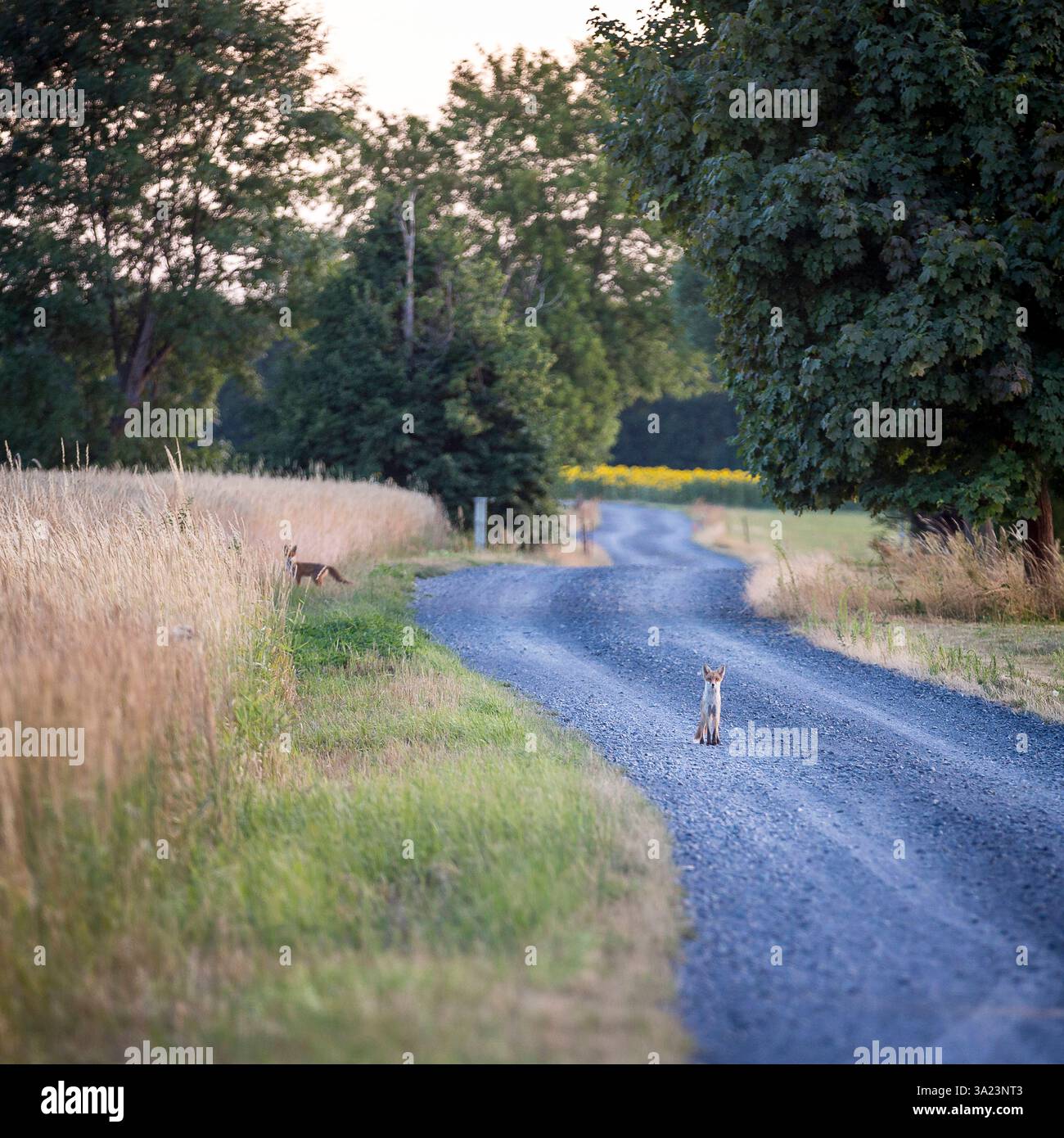 Neugierige Jungtiere vom Rotfuchs Vulpes vulpes auf einem Feldweg bei Gro?enhain, Sachsen, Deutschland *** Curious kittens of the red fox Vulpes vulpe Stock Photo