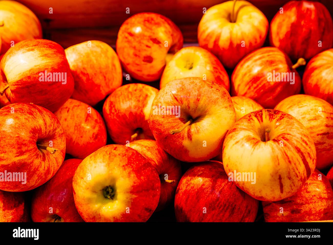 Apple Royal Gala. Colmar, Colmar-Ribeauvillé, Haut-Rhin, France, Europe Stock Photo
