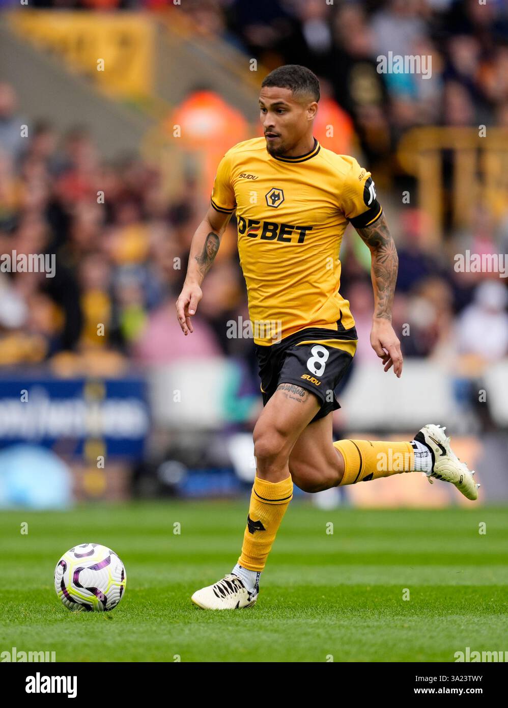 Wolves Gomez Wolverhampton Wanderers' Joao Gomes during the Premier League match at ...