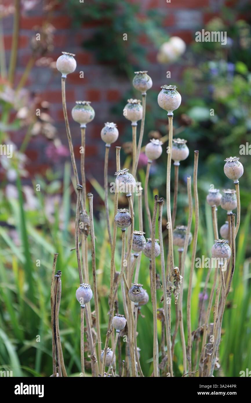 poppy seed capsules Stock Photo