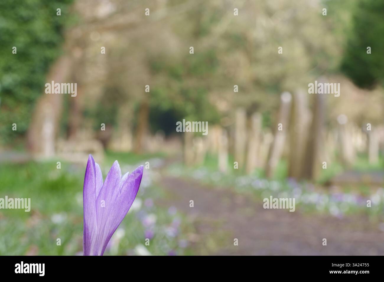 crocus pathway in Southampton Old Cemetery Stock Photo