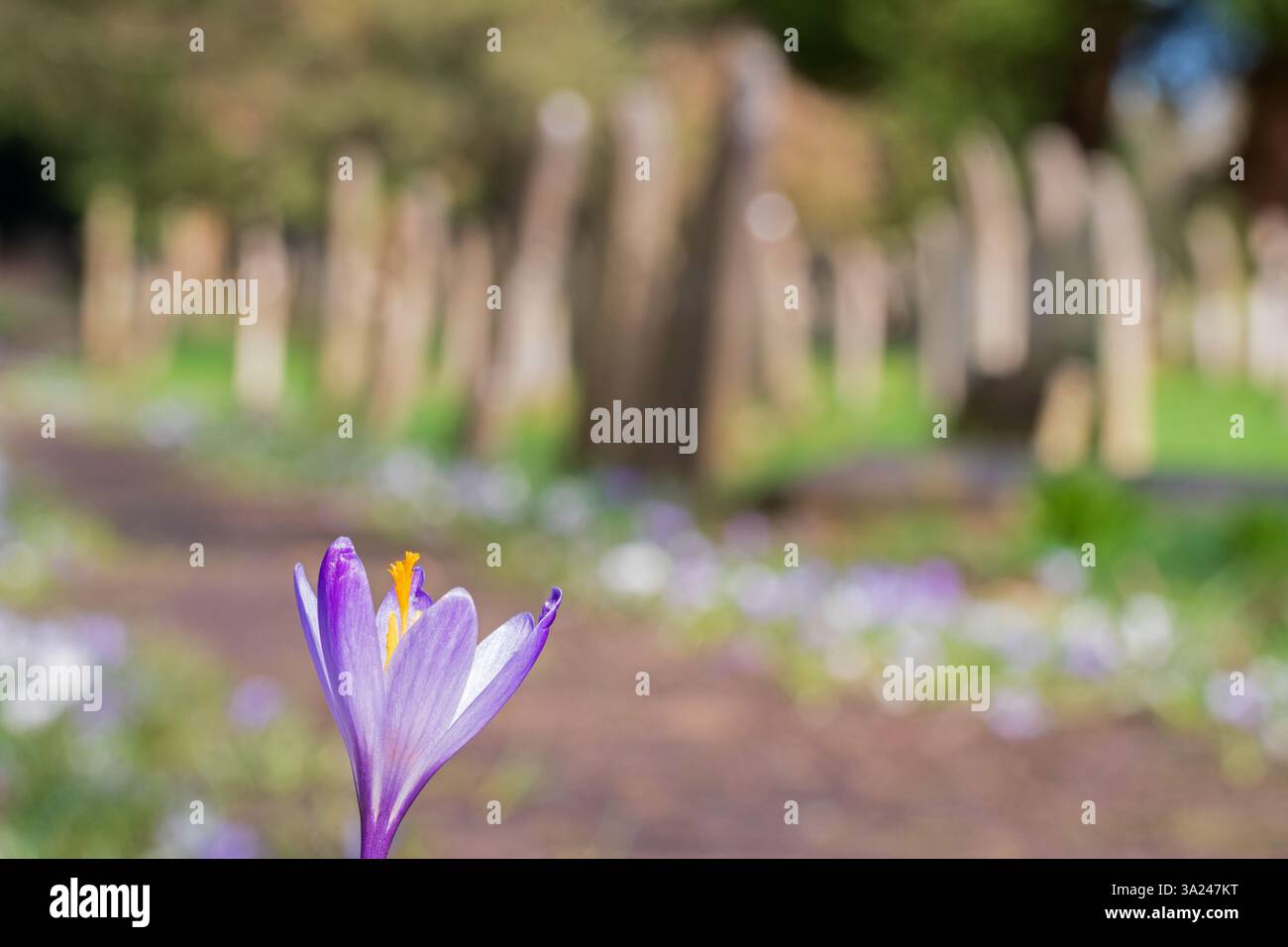 crocus pathway in Southampton Old Cemetery Stock Photo