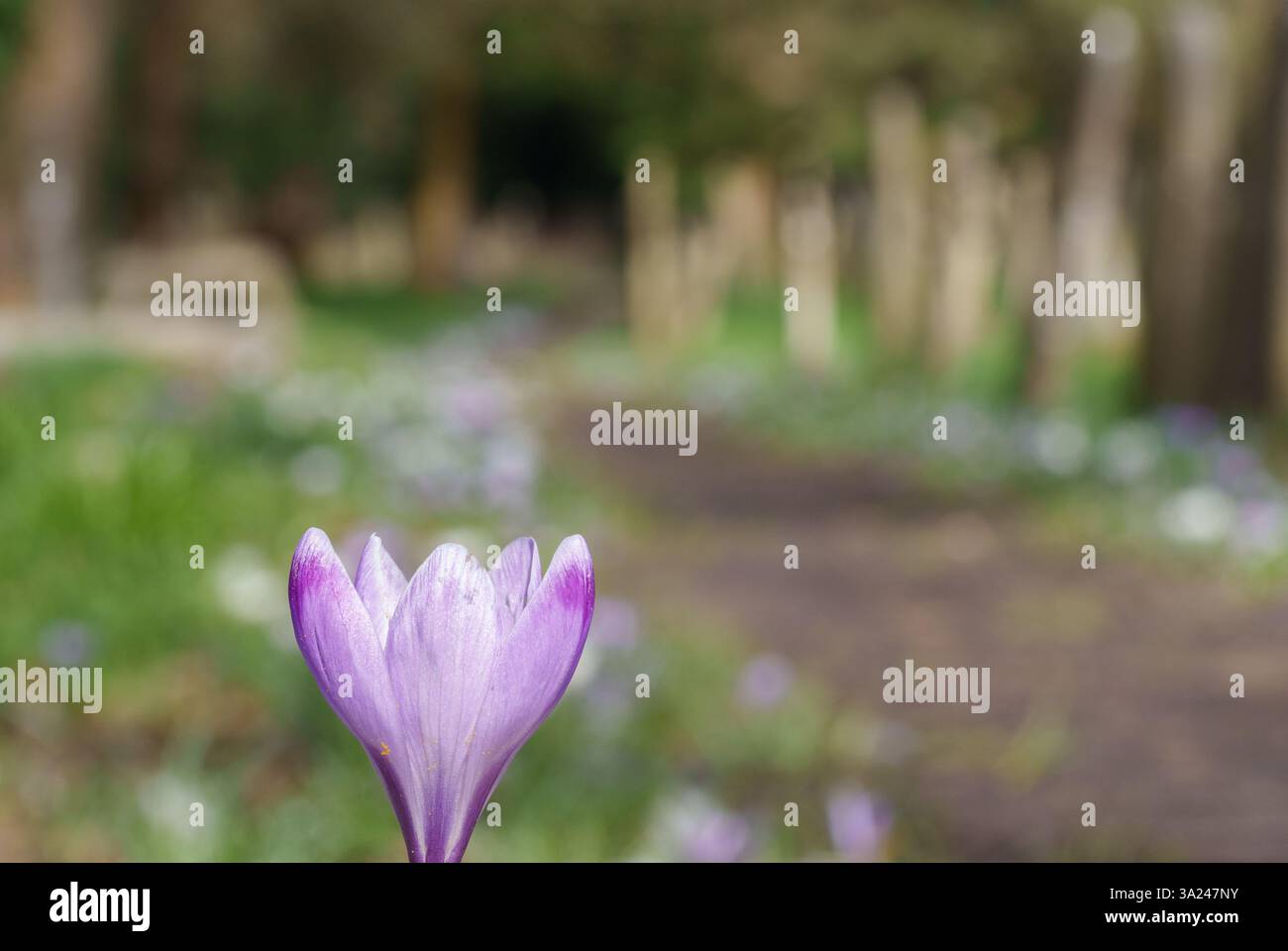 crocus pathway in Southampton Old Cemetery Stock Photo