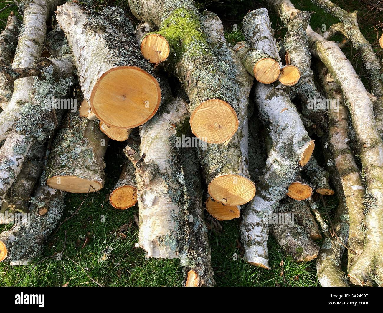 24th Jan, Storm Eowyn:Storm Damage at the Royal Botanic Garden, with fallen trees harvested as logs, Edinburgh, Scotland UK - Smartphone Captured Stock Image