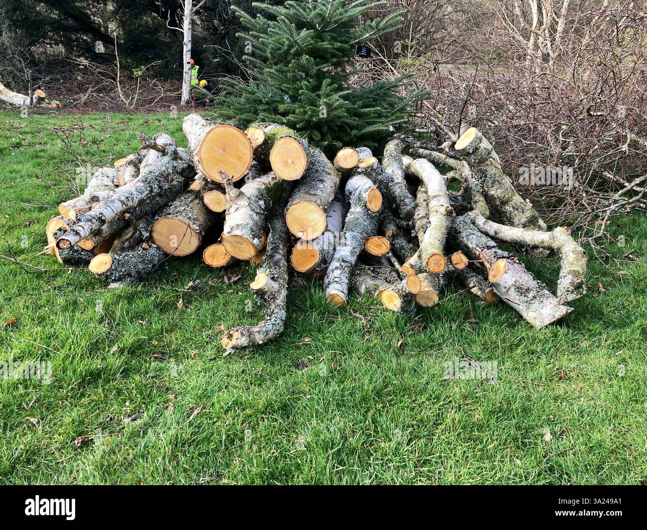 24th Jan, Storm Eowyn:Storm Damage at the Royal Botanic Garden, with fallen trees harvested as logs, Edinburgh, Scotland UK - Smartphone Captured Stock Image