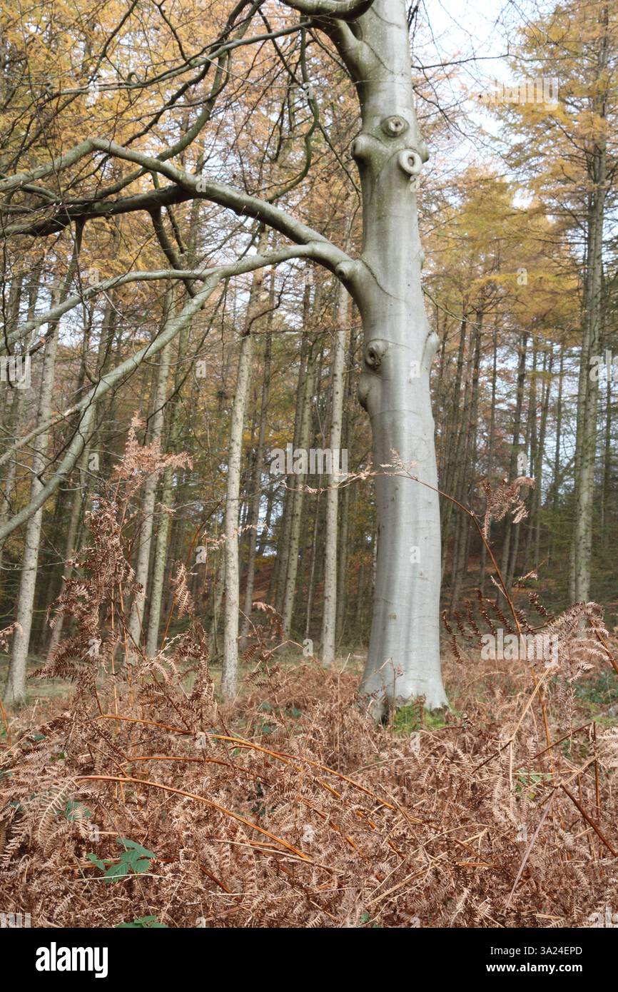 Beech tree in autumn, Stile Cop, Cannock Chase, Staffordshire Stock Photo