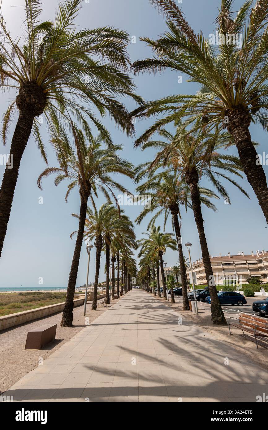 Scenic palm tree promenade stretching along the Mediterranean ...