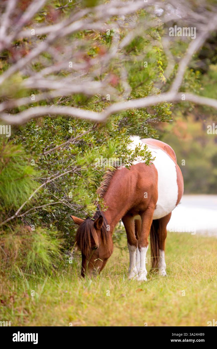 A wild pony (Equus caballus) grazing at Assateague Island National Seashore, Maryland Stock Photo