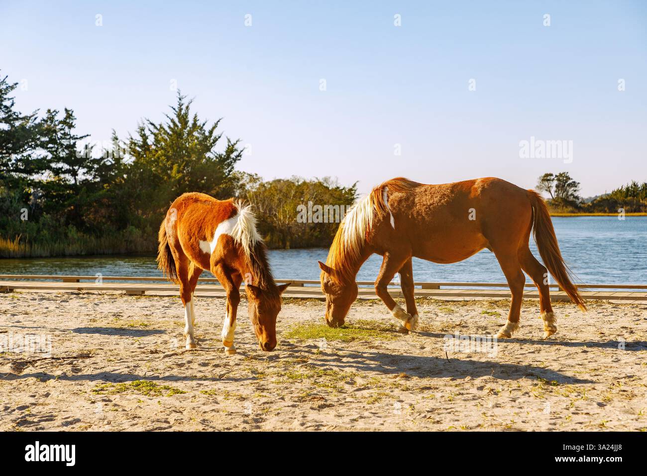 Assateague Horses (Chincoteague Ponies), mother with foal, grazing at