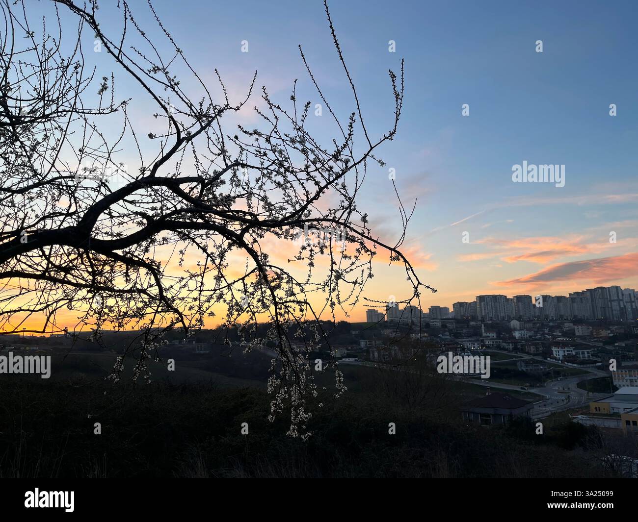 Tree silhouette behind public housing at sunset. Stock Photo