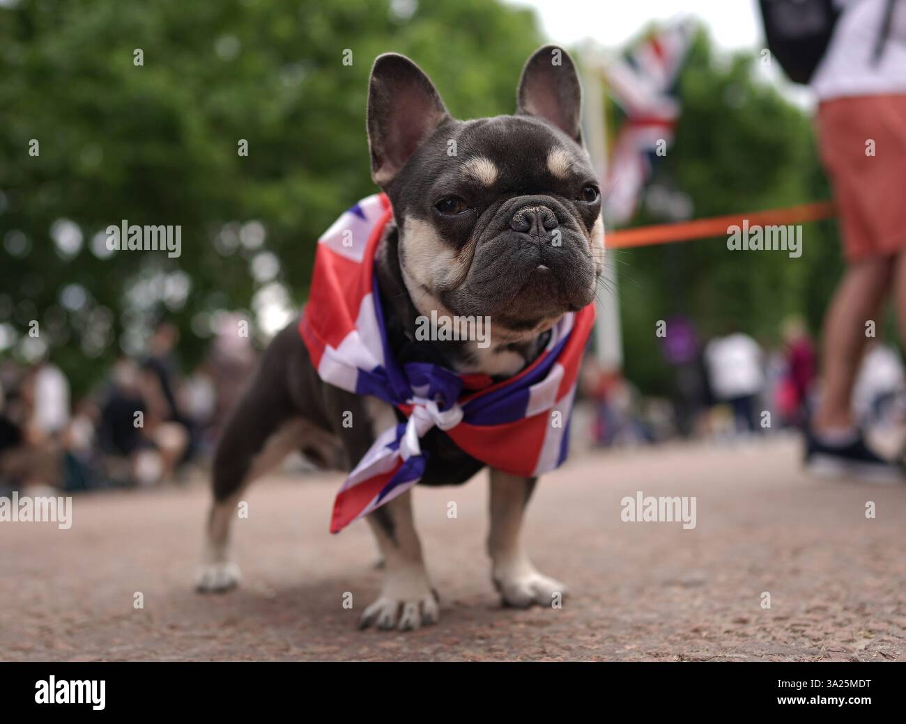 File photo dated 4/6/2022 of a French bulldog. An estimated 1,808 dogs were stolen across the UK last year - with French bulldogs now the most likely breed to be taken, according to police figures. Some 51 French bulldogs were stolen over the 12 months, an increase of 38% on 2023, analysis of Freedom of Information requests to UK police forces by Direct Line Pet Insurance shows. Issue date: Wednesday March 12, 2025. Stock Photo