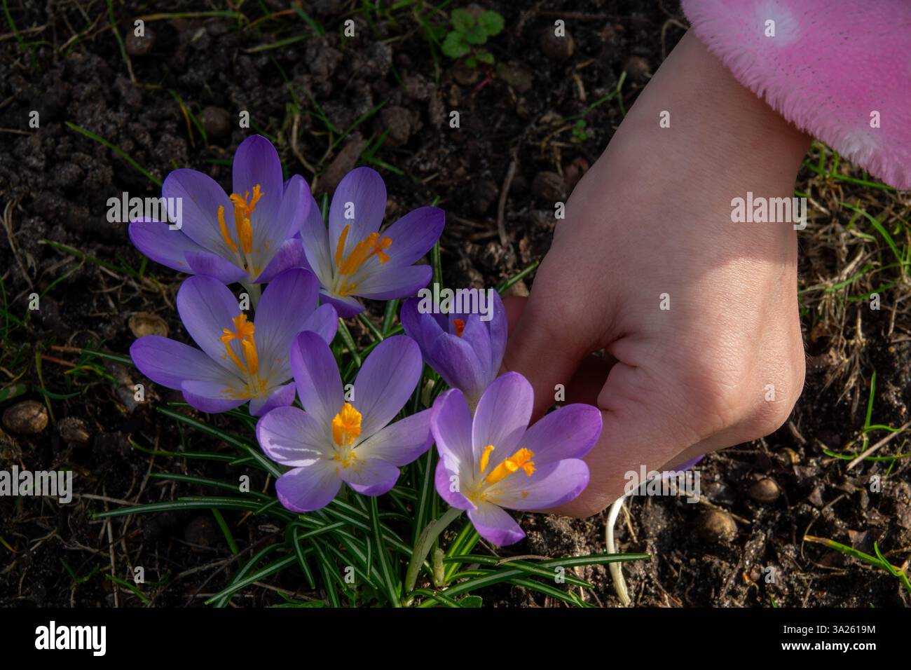 A child's hand is seen carefully plucking vibrant purple crocus flowers from the garden soil on a sunny spring day. Stock Photo
