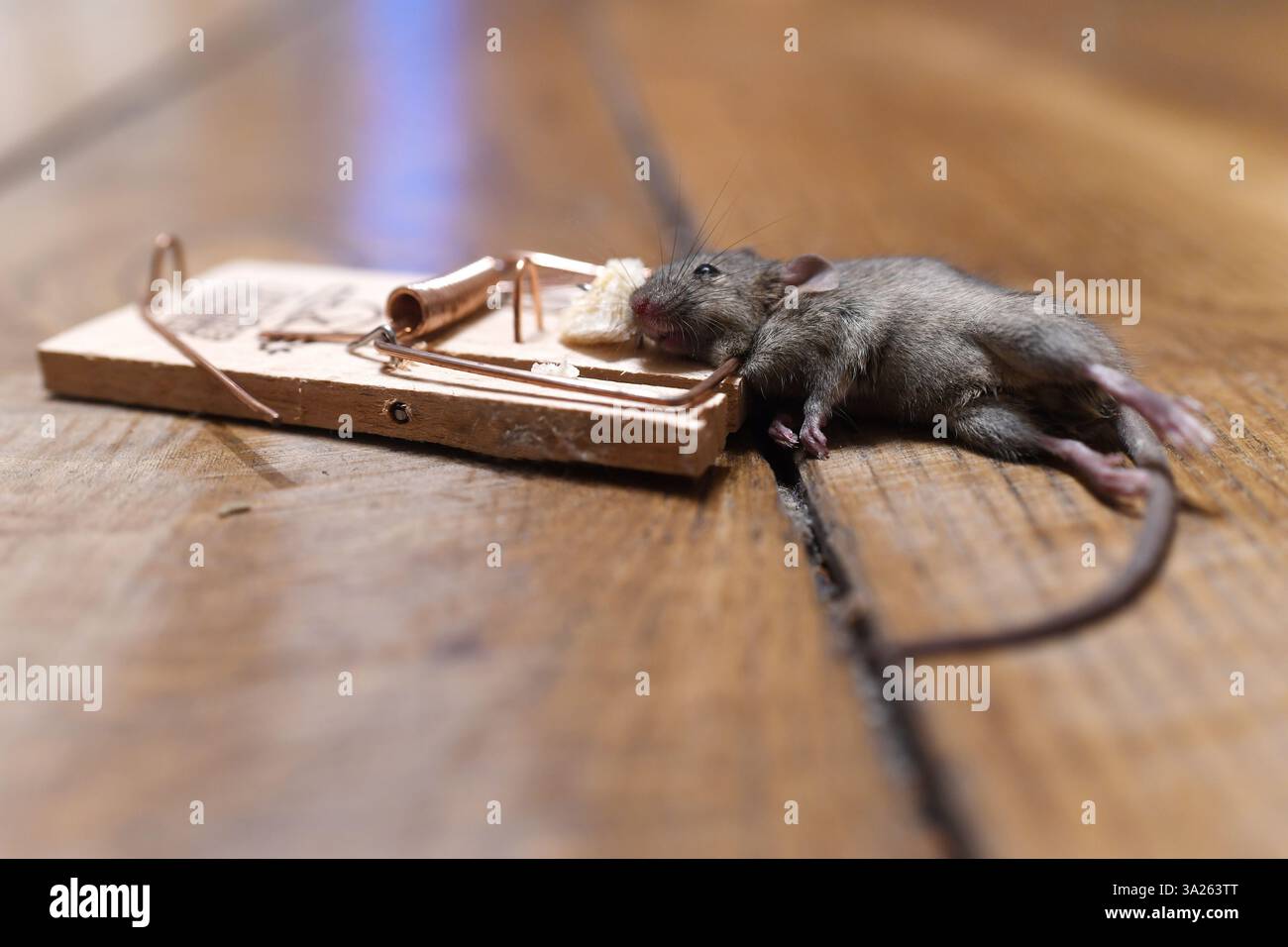 Mousetrap. Trapped mouse Stock Photo
