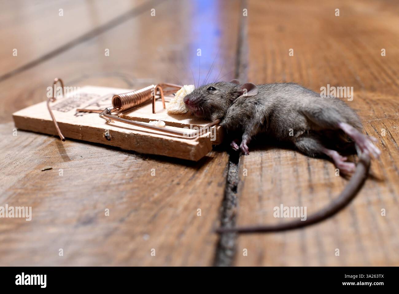 Mousetrap. Trapped mouse Stock Photo