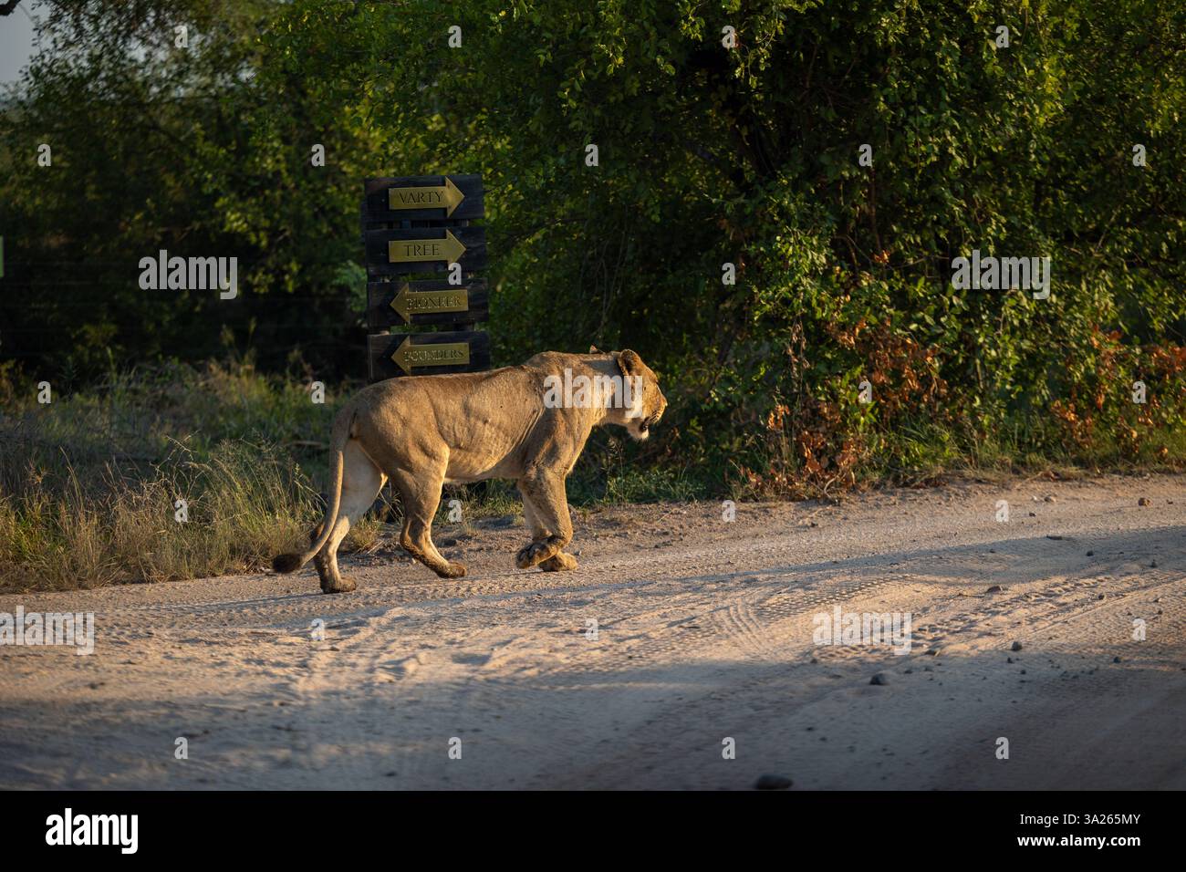 A lioness, Panthera leo, walking Stock Photo - Alamy