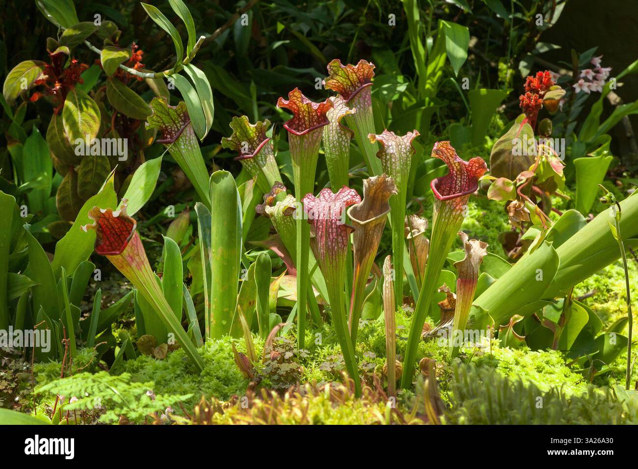 Trumpet pitcher plants hi-res stock photography and images - Alamy