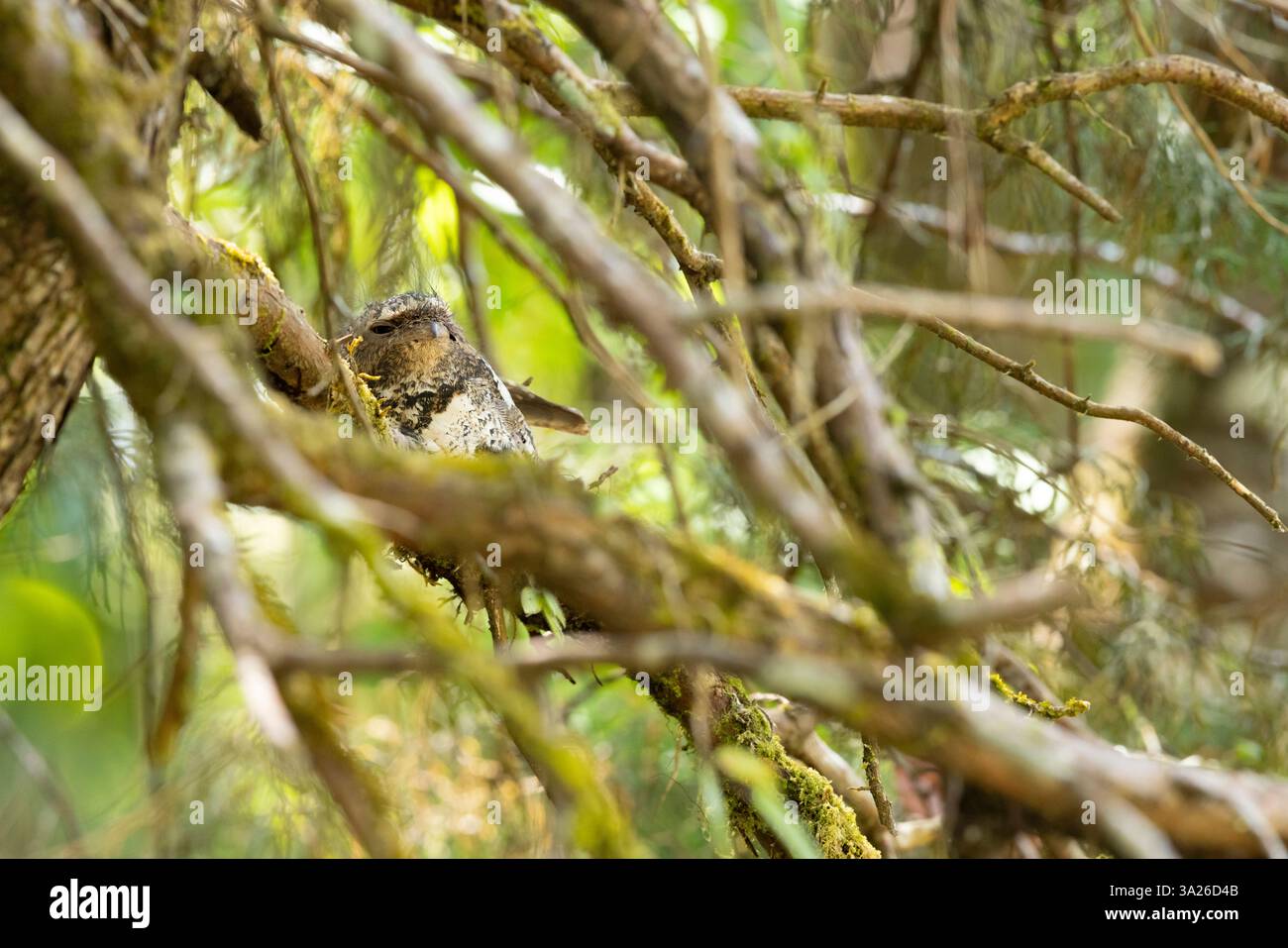 Hodgson's frogmouth Batrachostomus hodgsoni, adult male incubating at ...