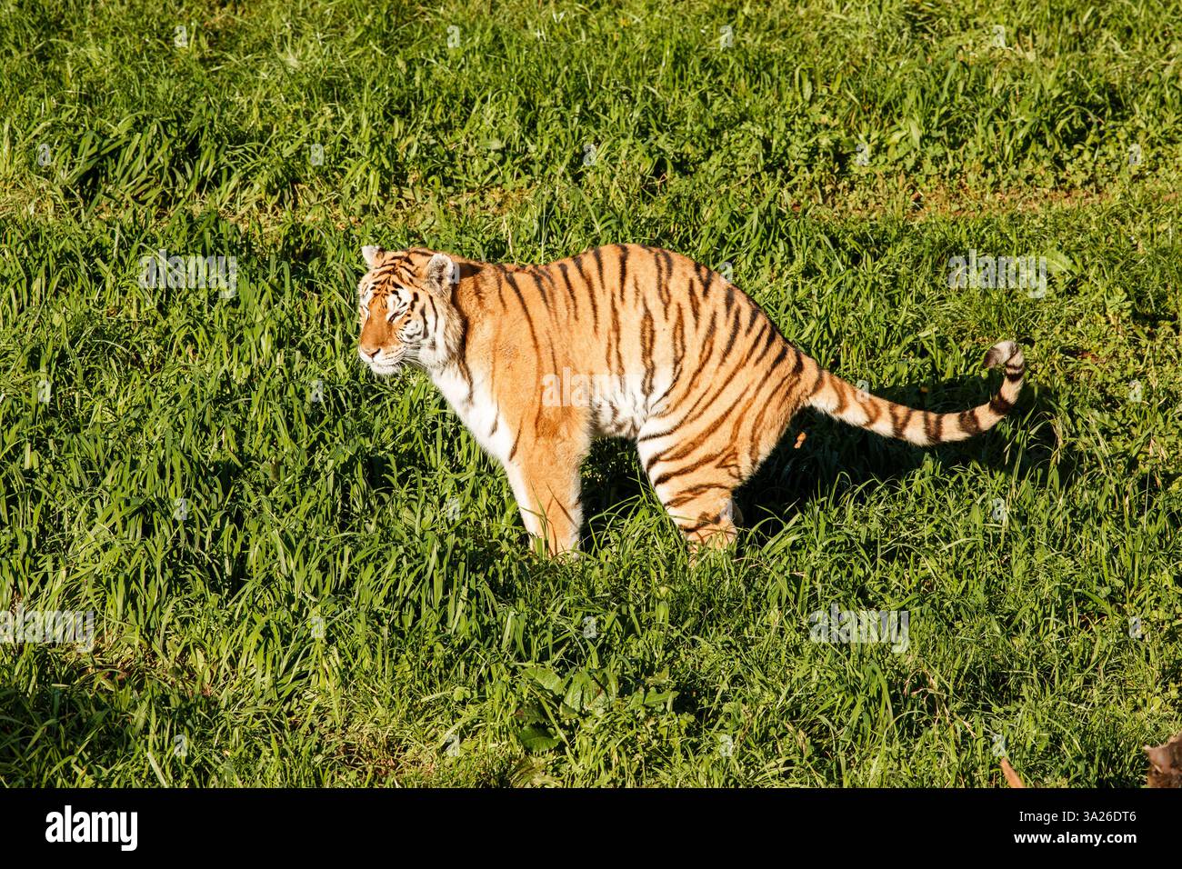 Defecating in open hi-res stock photography and images - Alamy