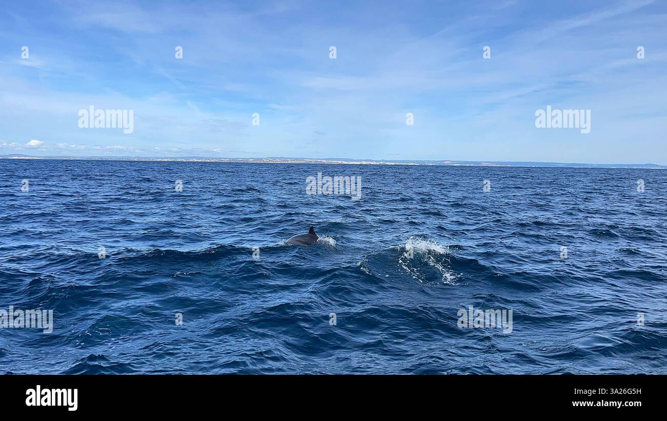 dolphin fin peeping through the water - Smartphone Captured Stock Image