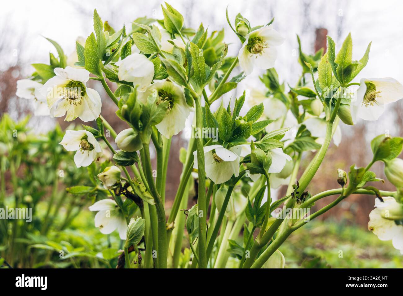 Helleborus Orientalis Pretty Ellen White In Garden Stock Photo Alamy helleborus-orientalis-pretty-ellen-white-in-garden-stock-photo-alamy