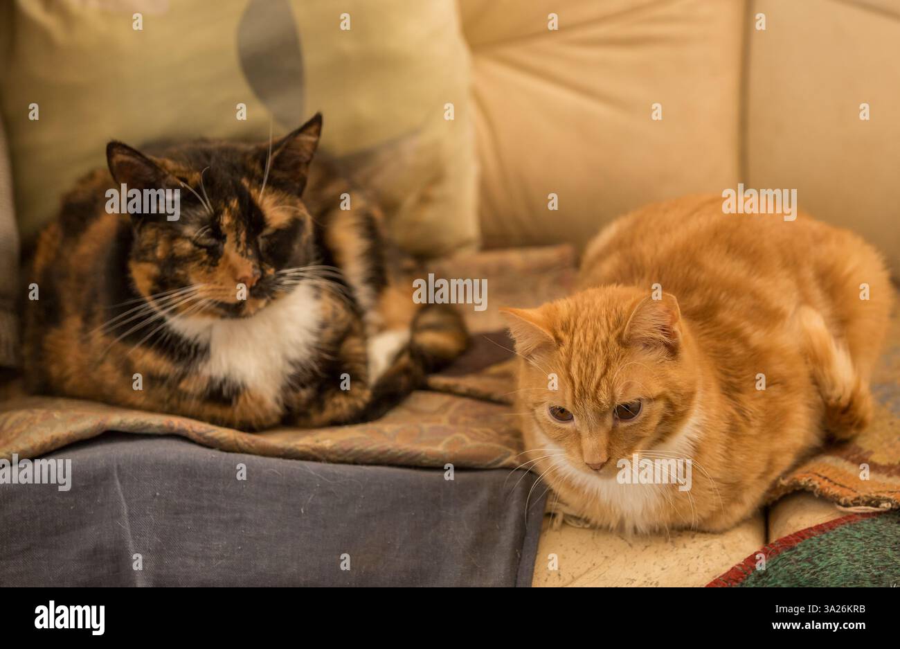 Two cats are lounging on a sofa. Stock Photo