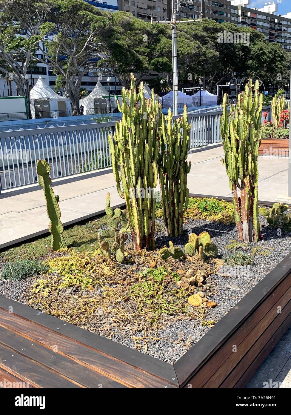 Santa Cruise Tenerife Canary Islands Spain port sign signs beer drink name statue mother and child  cactus outside ship boat cruise liner mountains - Smartphone Captured Stock Image