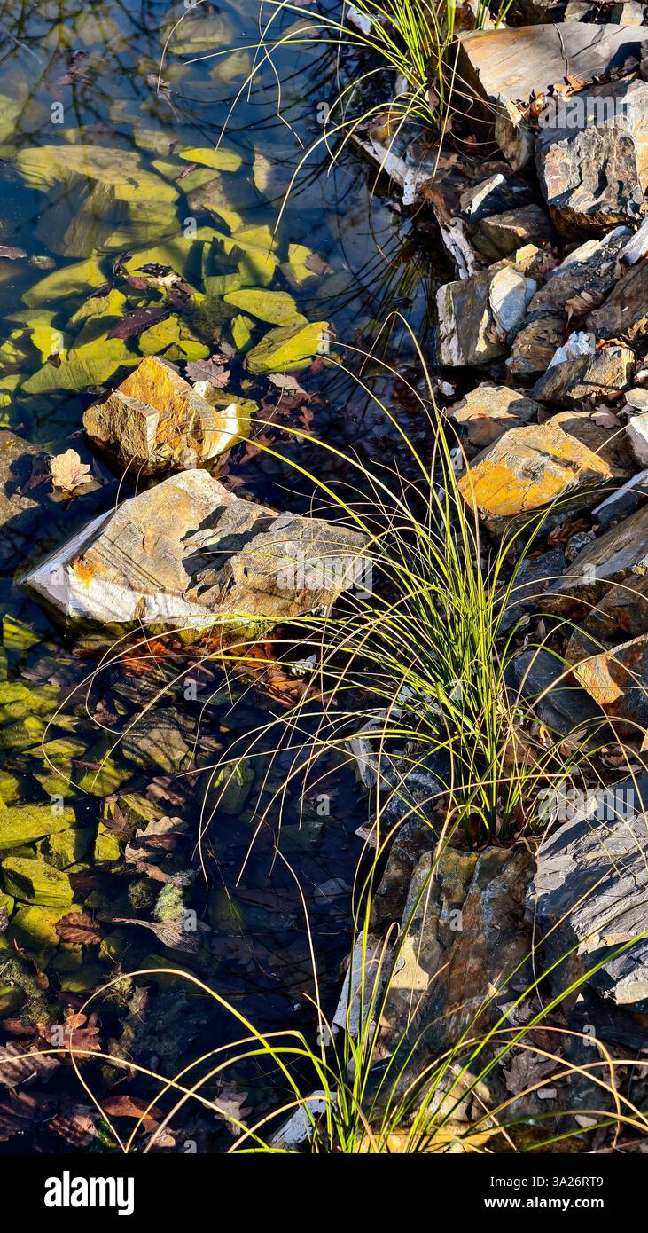 Crystal clear water with submerged green stones and wild grass on rocky shore – natural riverbank, freshwater ecosystem, calm nature, outdoor scenery, and tranquil landscape Stock Photo