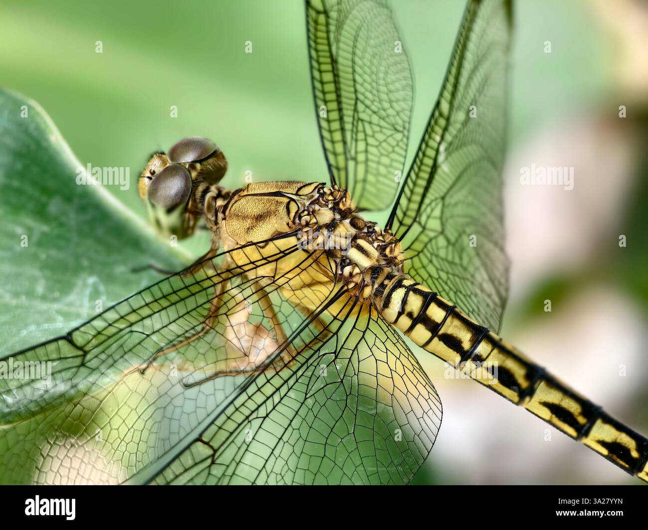 Macro photo detailing the hind wings of a golden yellow dragonfly or ...