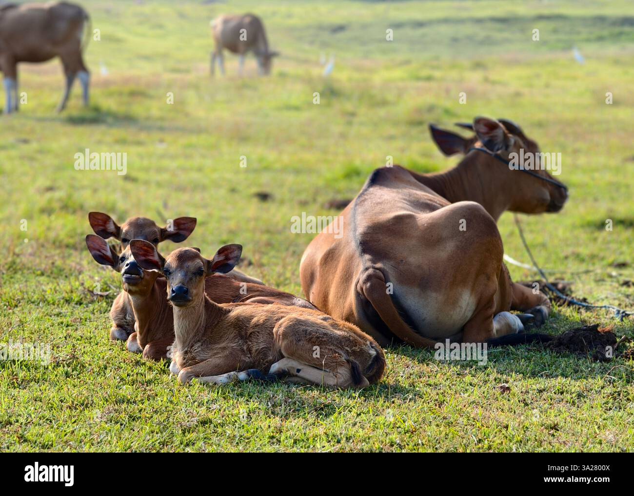 A family group of mother cows and a calf resting in a meadow in a ...