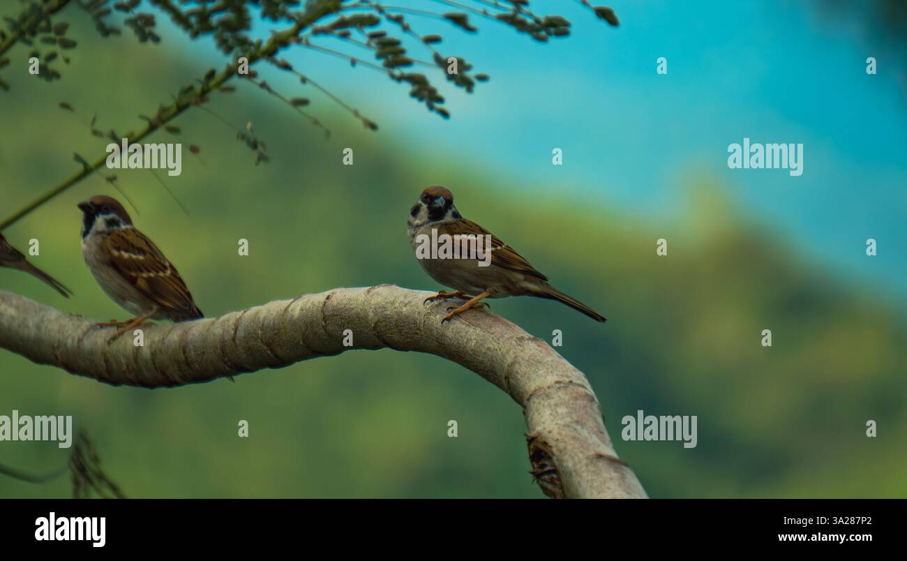 two sparrows perched on a tree branch at Treasure Mountain Stock Photo