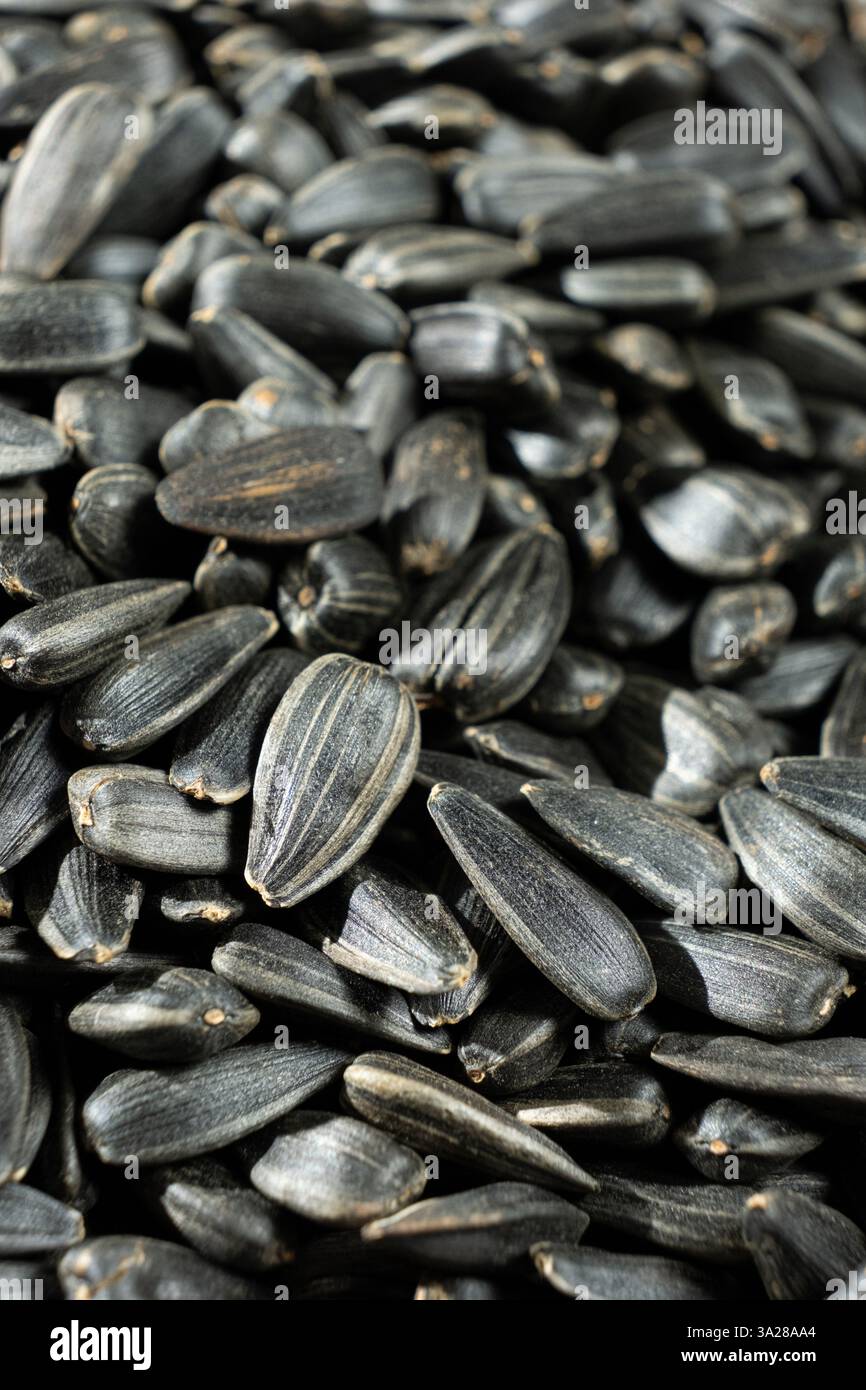 Macro Black Unpeeled Sunflower Seeds Stock Photo - Alamy