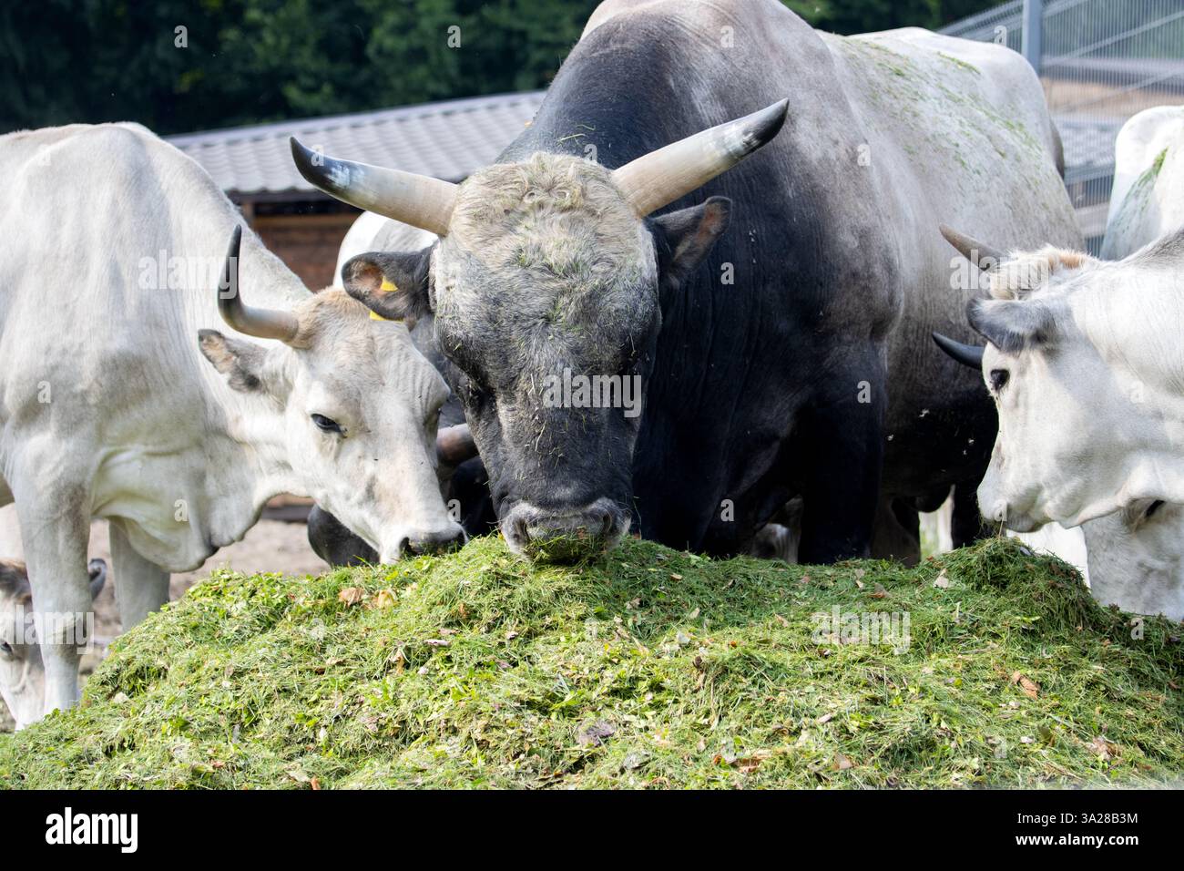 bull and cows eating green silage on a farm , summer Stock Photo - Alamy
