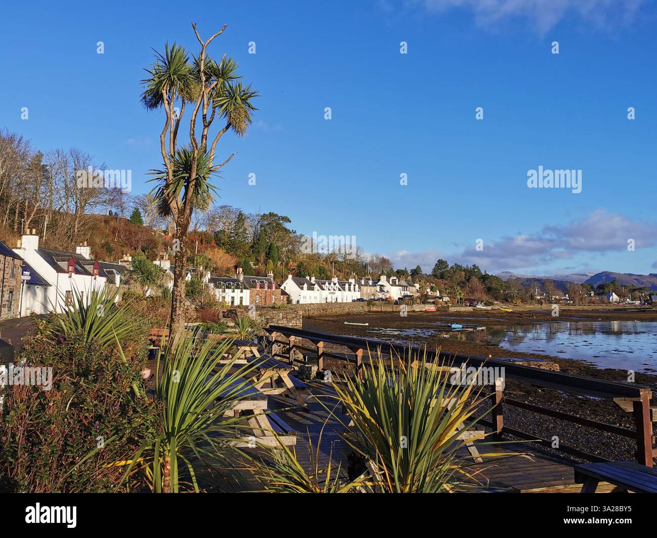 The palm trees of Plockton village on the north west coast of the Scottish Highlands. - Smartphone Captured Stock Image