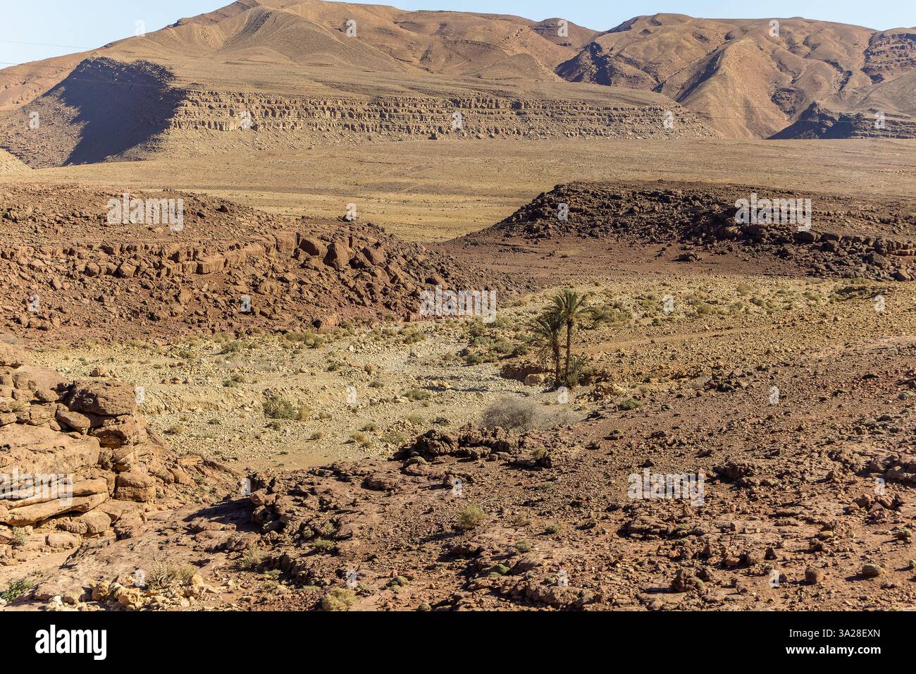 Palm trees in Ziz Oasis, Er Rachidia, Morocco Stock Photo - Alamy
