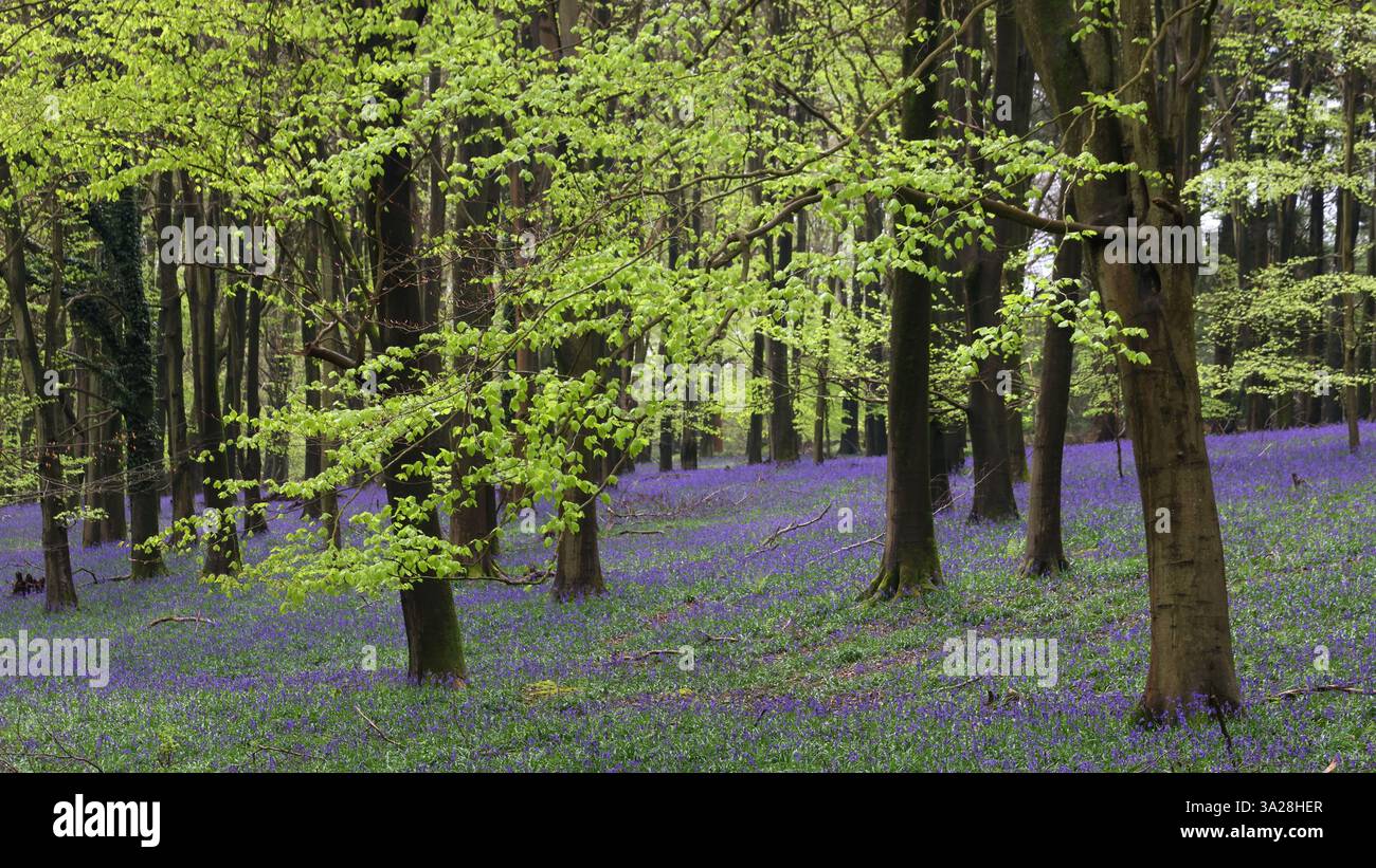 Bluebell woodland in Kings Wood, Challock, Canterbury Stock Photo - Alamy